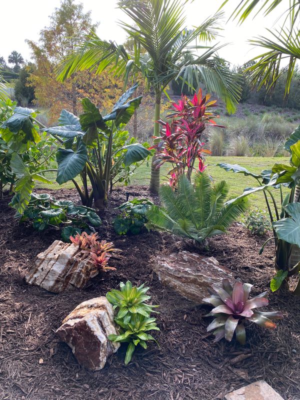 Garden bed with tropical plants and boulders