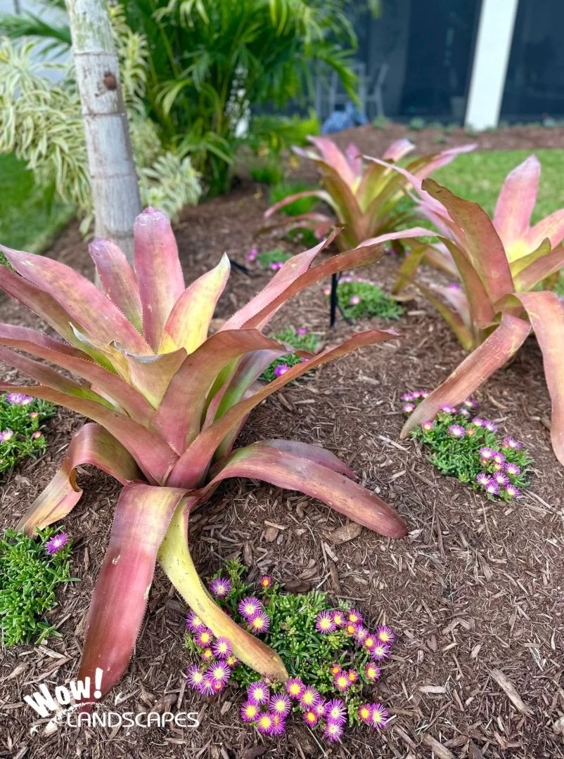 Bromeliad plants in Florida landscape