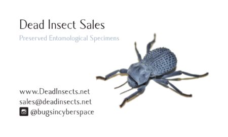 Dead Insects - Buy Dead Dried Insect Collection