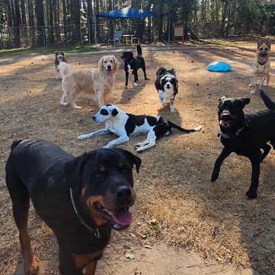 Group of dogs playing outside on dry grass.