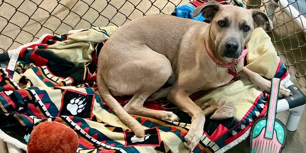 Dog resting on a colorful blanket inside a fenced area.