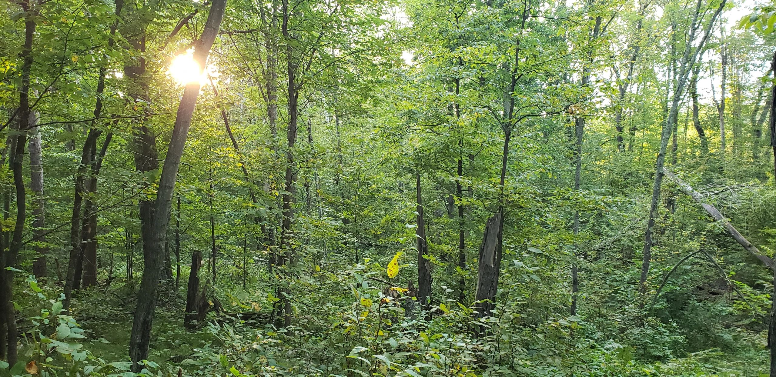 Leaning Tree Hollow