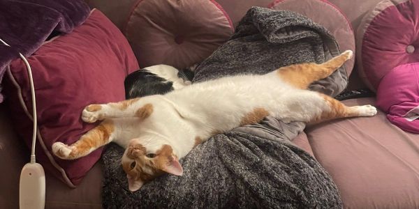 Cat stretching out on a couch.