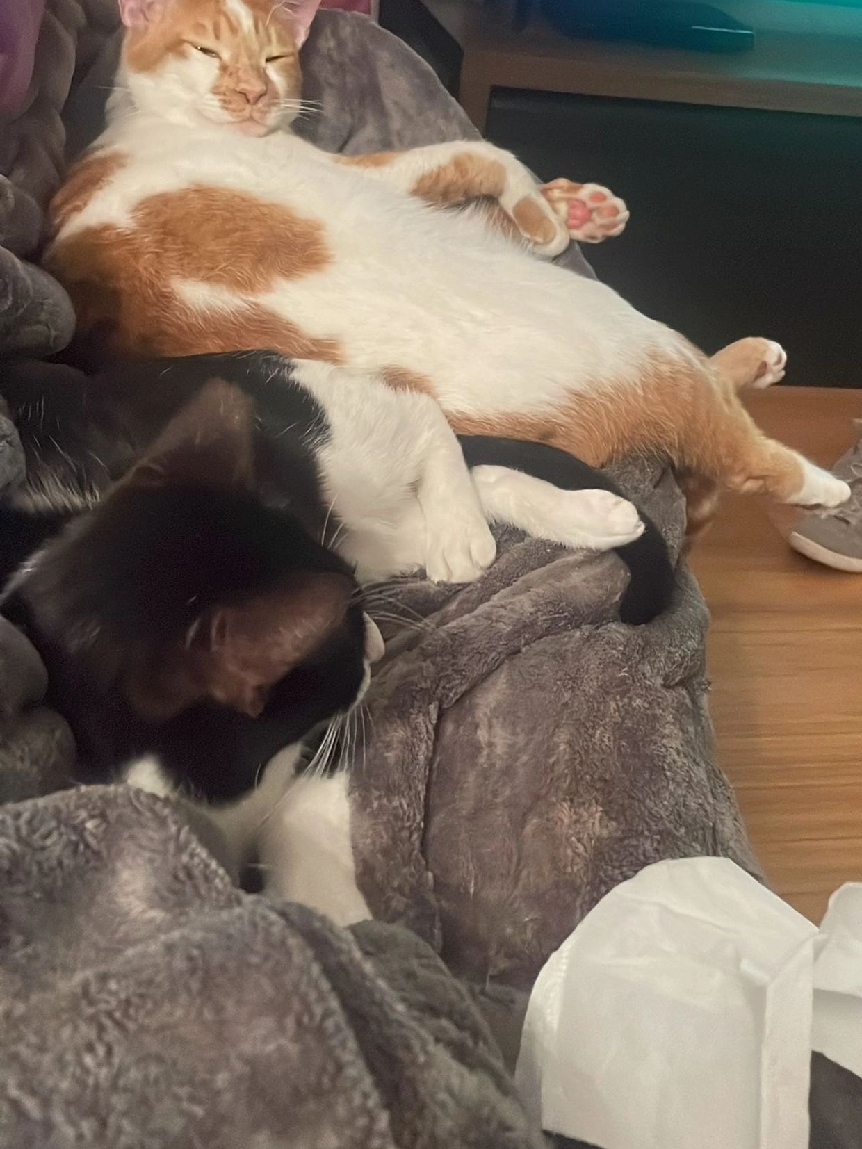 Two cats relaxing on a grey blanket.