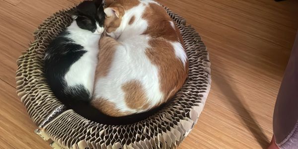 Two cats curled up together in a round bed.