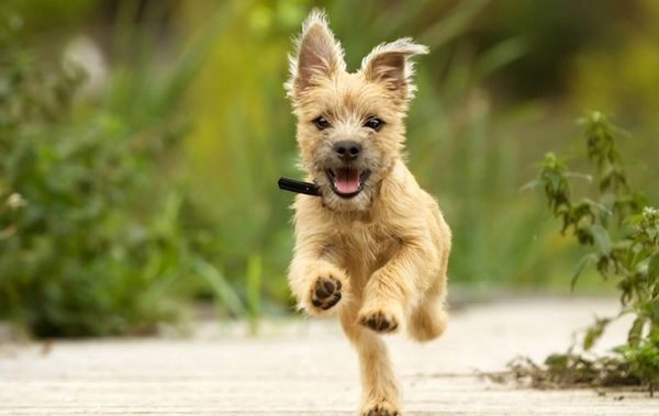 Happy dog running outdoors.