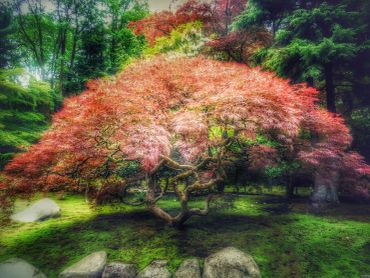 A vibrant red-leafed tree in a lush green forest.