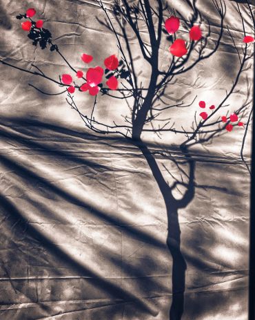 Shadow of a tree with red leaves on a textured surface.