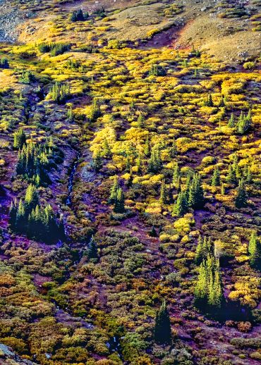 Mountain slope with vibrant autumn vegetation and scattered evergreen trees.