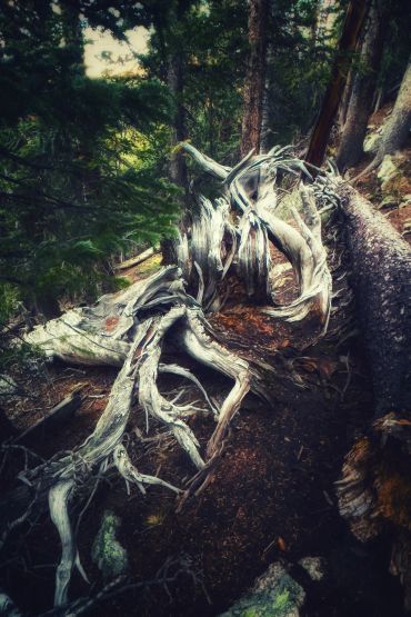 Twisted, gnarled tree roots in a dense forest.