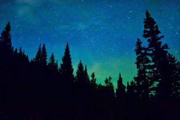 Silhouetted pine trees under a starry night sky.