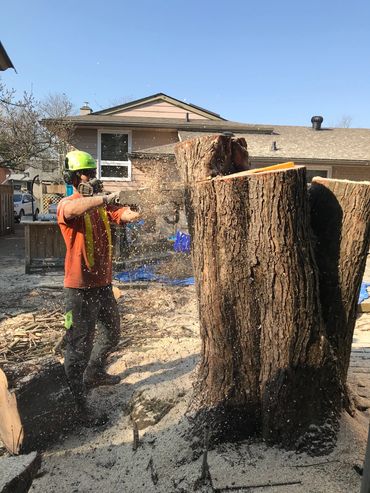 Removal of a huge maple tree hanging over a house in Acton.