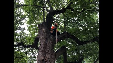 Pruning huge beautiful tree in Mississauga.