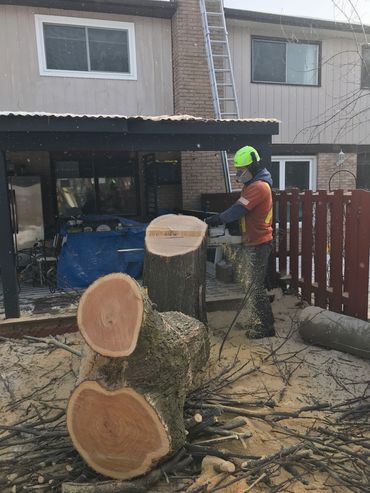 Removal of big tree over house 
