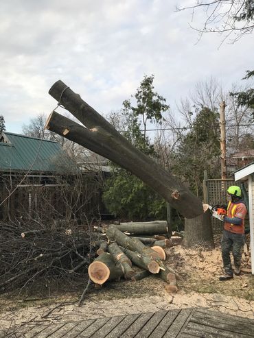 Tree removal job in Halton Hills 