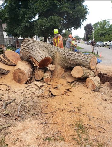 Tree removal job in Acton