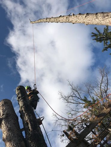 Big dead tree removal project in beautiful Georgetown