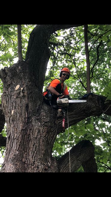 Big tree pruning job in Mississauga 