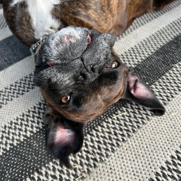 Reba being her boxer self. 