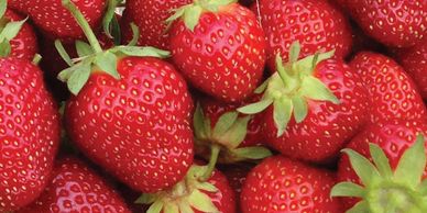 A mid-season variety with good hardiness and productivity. The strawberries have excellent size, ver