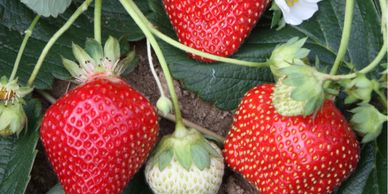 The Seascape is a day neutral strawberry that produces strawberries into fall, extending  our growin