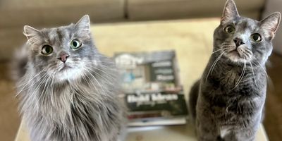 Two gray cats; one short haired, one long haired. 