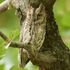 scops owl