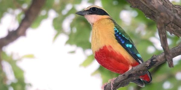 African Pitta
Lukosi
Hwange National Park
Zimbabwe