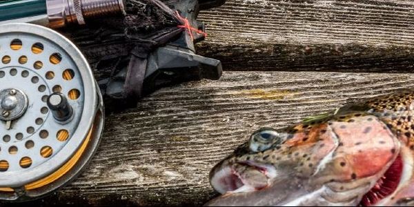 Trout fishing