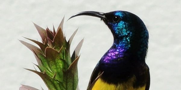 Variable sunbird