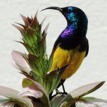 yellow bellied sunbird