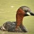 little grebe