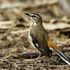 bearded scrub robin