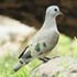 Emerald spotted dove