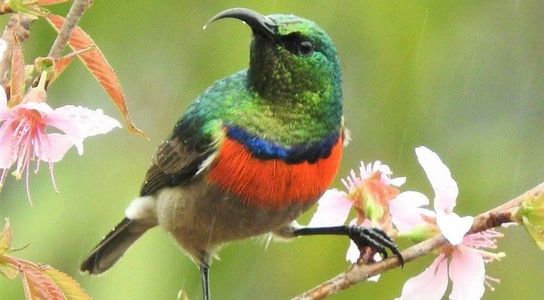 Miombo double collared sunbird