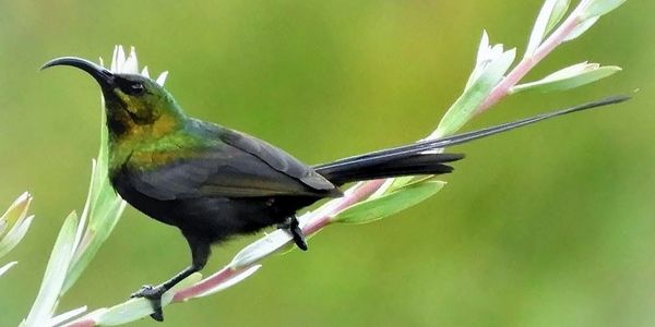 Bronzy sunbird