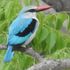 woodland kingfisher