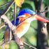 Malachite kingfisher