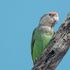 grey headed parrot