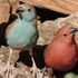 blue waxbill
jamesons firefinch