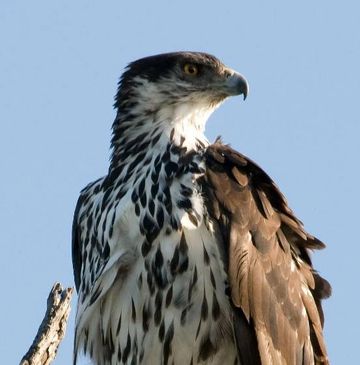 African hawk eagle