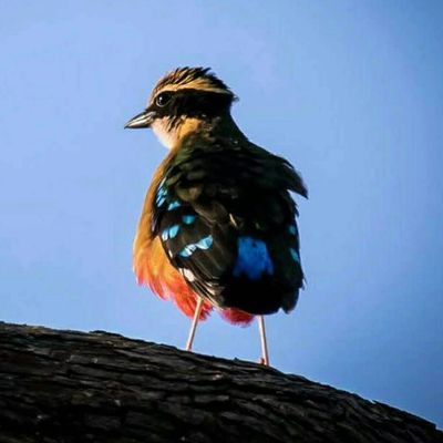 african pitta
hwange national park
lukosi
miombo