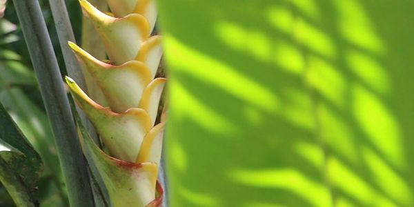 Tropical plants in Hawaii.