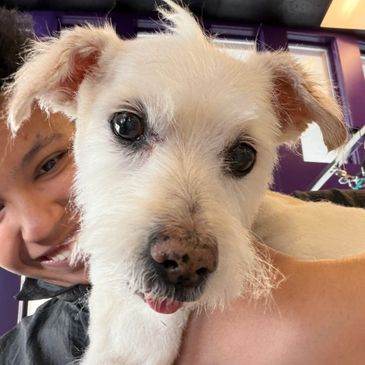A close-up of a white dog with a person smiling in the background.