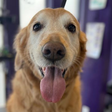 Golden retriever with tongue out looking happy.