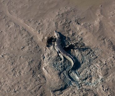 Crocodile 
