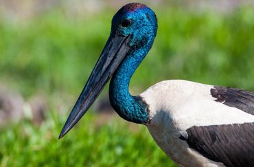Closeup of Jabiru
