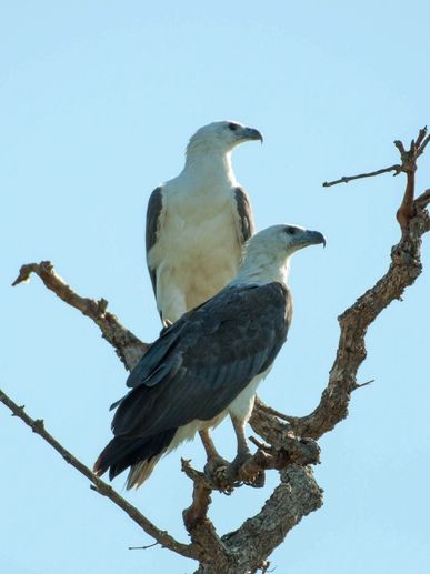 Sea Eagles in dead tree