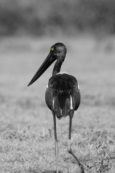 Jabiru walking away