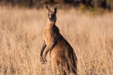 Kangaroo